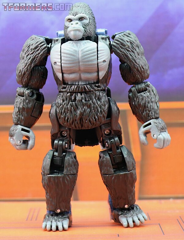 Transformers Kingdom Wave 1 Optimus Primal  (17 of 55)